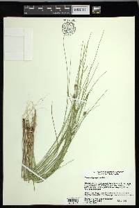 Carex oligosperma image