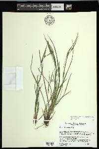 Carex oligocarpa image