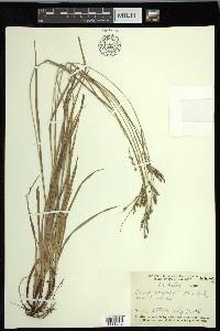 Carex oxylepis image