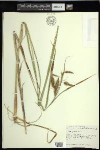 Carex paleacea image