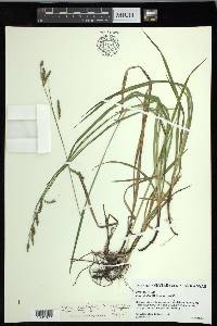 Carex oxylepis var. oxylepis image