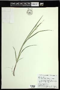 Carex oxylepis image