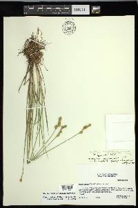 Carex ozarkana image