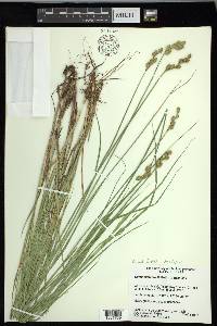 Carex ozarkana image