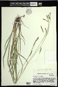 Carex oxylepis image