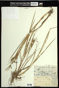 Carex paleacea image