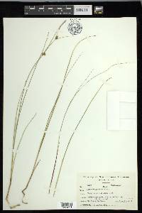 Carex oligosperma image