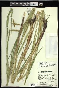 Carex paleacea image