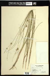 Carex oligosperma image