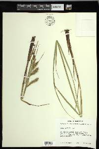 Carex paleacea image