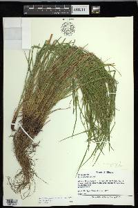 Carex oligocarpa image