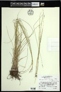 Carex occidentalis image