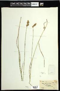 Carex leporina image