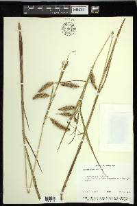 Carex paleacea image