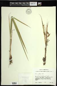 Carex paleacea image