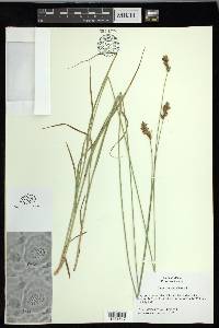 Carex oronensis image