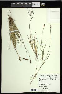 Carex leporina image