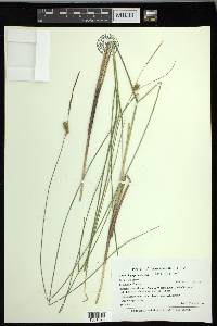 Carex oligosperma image