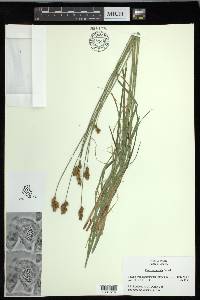 Carex oronensis image