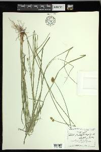 Carex pachystachya image