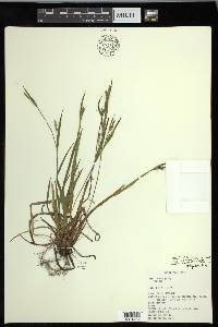 Carex ormostachya image