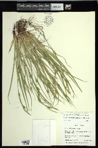 Carex oligocarpa image