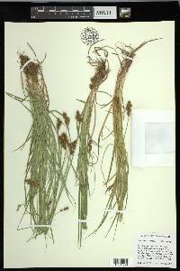 Carex leporina image