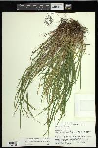 Carex oligocarpa image