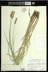 Carex oklahomensis image