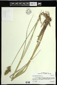 Carex oklahomensis image