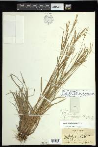 Carex ormostachya image