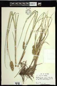 Carex oklahomensis image