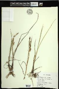 Carex paleacea image