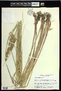 Carex oklahomensis image