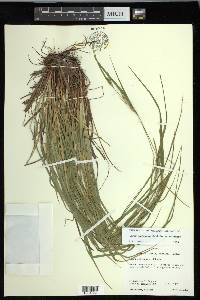 Carex oligocarpa image