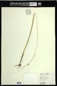 Carex oligosperma image