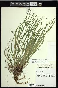 Carex oligocarpa image