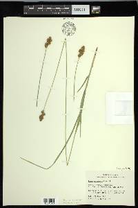 Carex oronensis image