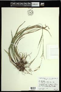 Carex oxylepis image