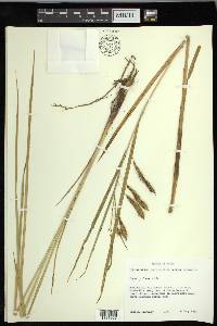 Carex paleacea image