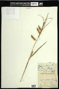 Carex paleacea image