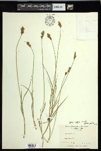 Carex leporina image