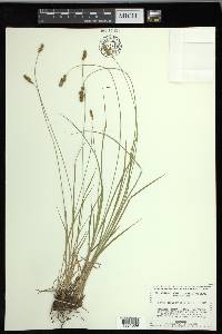 Carex occidentalis image
