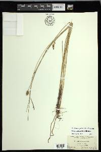 Carex oligosperma image