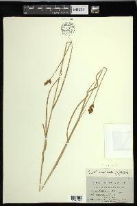 Carex leporina image