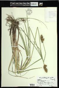 Carex oklahomensis image