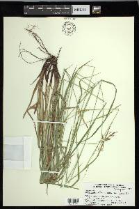 Carex oxylepis image