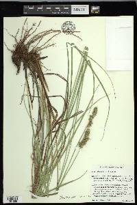 Carex oklahomensis image