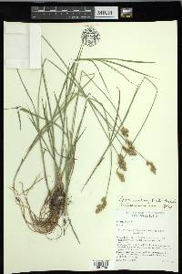 Carex ozarkana image