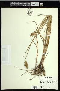 Carex oklahomensis image